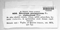 Chondrostereum purpureum image